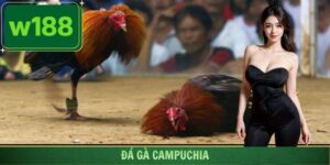 Đá Gà Campuchia