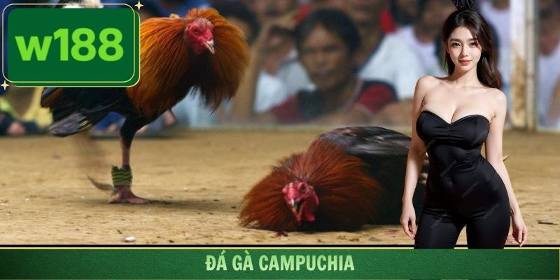 Đá Gà Campuchia