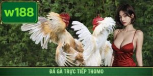 Đá Gà Trực Tiếp Thomo