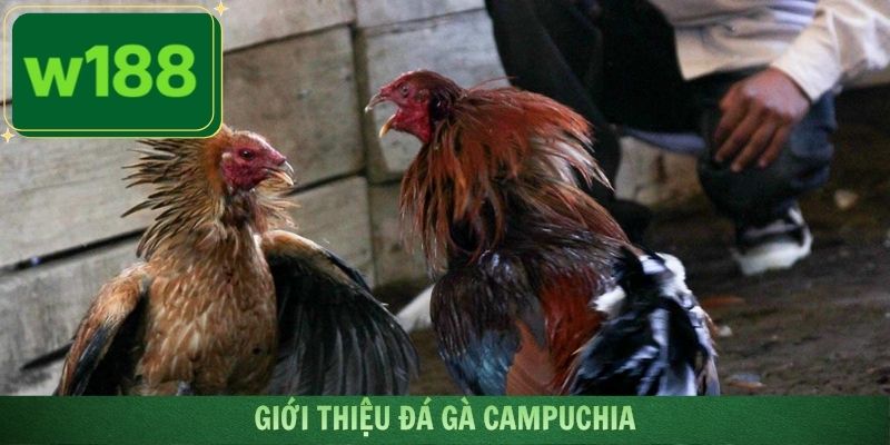 Giới thiệu đá gà Campuchia