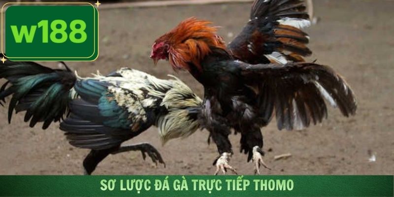 Sơ lược đá gà trực tiếp thomo