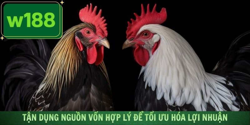 Tận dụng nguồn vốn hợp lý để tối ưu hóa lợi nhuận đạt được