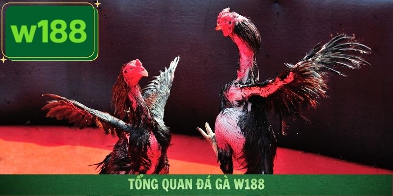 Tổng quan đá gà W188